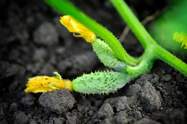 La culture du concombre dans le jardin — Photo