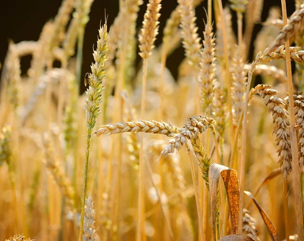 Zralé uši pšenice. detail — Stock fotografie