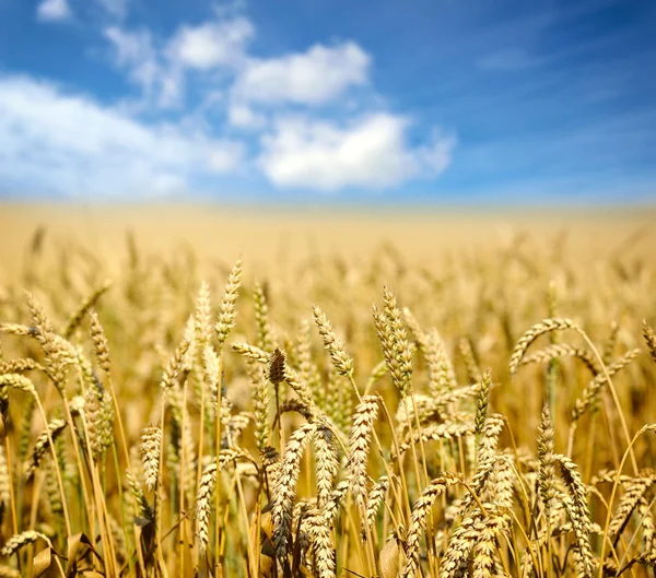 Campo de trigo contra un cielo azul —  Fotos de Stock