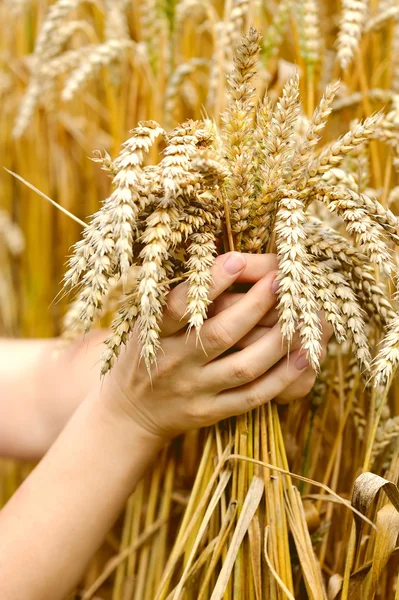 Woman hands with ears of wheat. Close-up — Stock Photo, Image