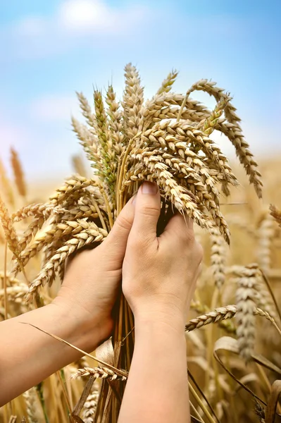 Woman hands with ears of wheat. Close-up — Stock Photo, Image