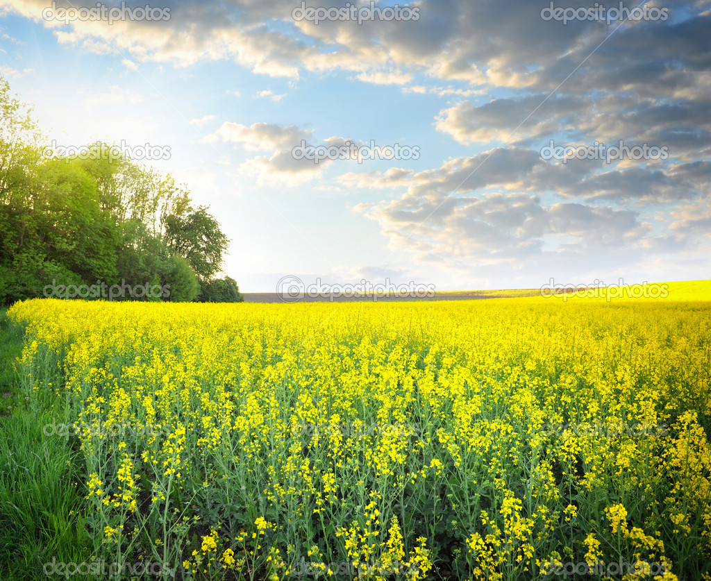 Field of rapeseed with beautiful clouds - plant for green energy