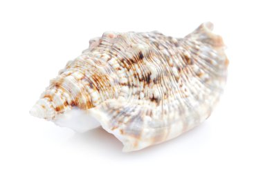 beyaz arkaplanda deniz kabuğu