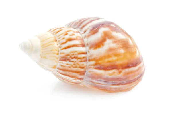 Sea shell on white background — Stock Photo, Image