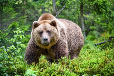 Vahşi Boz Ayı (Ursus Arctos) yaz ormanında. Doğal ortamdaki hayvanlar..