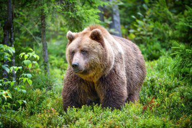 Avrupa kahverengi ayısı (Ursus arctos). Ormandaki büyük kahverengi ayı..