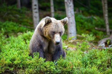 Vahşi Boz Ayı (Ursus Arctos) yaz ormanında oturur. Doğal ortamdaki hayvanlar..
