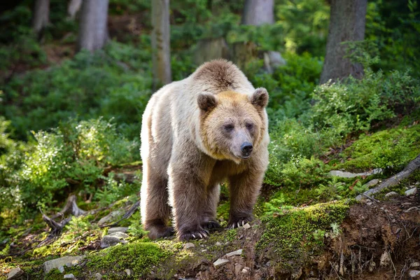 Young Brown Bear Ursus Arctos Edge Forest — Stock Photo, Image