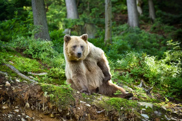 Wild Brown Bear Ursus Arctos Βρίσκεται Στο Θερινό Δάσος Ζώο — Φωτογραφία Αρχείου