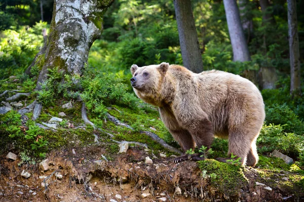 Medvěd Hnědý Ursus Arctos Okraji Lesa — Stock fotografie