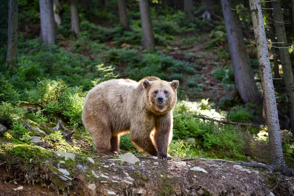 Mladý Medvěd Hnědý Ursus Arctos Okraji Lesa — Stock fotografie