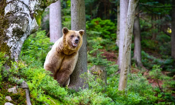 Νεαρή Καφέ Αρκούδα Ursus Arctos Στην Άκρη Του Δάσους — Φωτογραφία Αρχείου