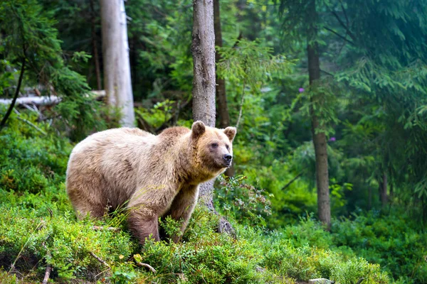 Giovane Orso Bruno Ursus Arctos Margini Della Foresta — Foto Stock