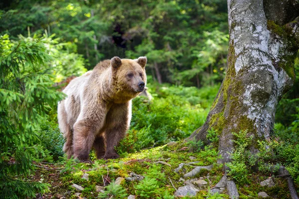 Young Brown Bear Ursus Arctos Summer Forest Animal Natural Habitat — Stock Photo, Image
