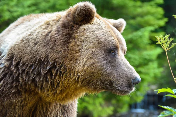 Портрет Бурого Медведя Вид Сбоку Медвежью Рожу — стоковое фото