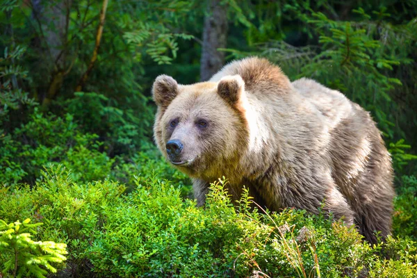 Vahşi Boz Ayı Ursus Arctos Yaz Ormanında Doğal Ortamdaki Hayvanlar — Stok fotoğraf