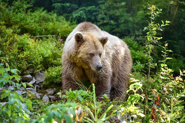 Genç Boz Ayı Ursus Arctos Yaz Ormanında Doğal Ortamdaki Hayvanlar — Stok fotoğraf