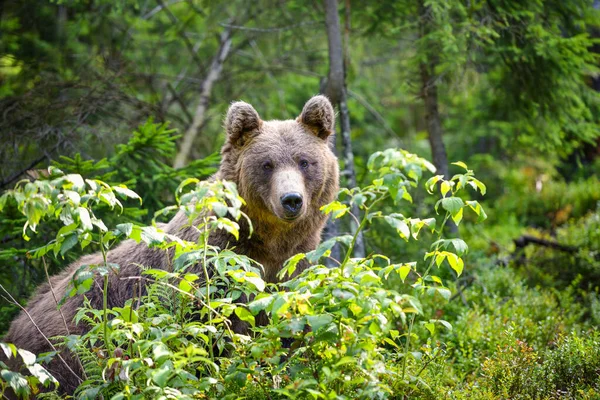 Young Brown Bear Ursus Arctos Summer Forest Animal Natural Habitat — Stock Photo, Image