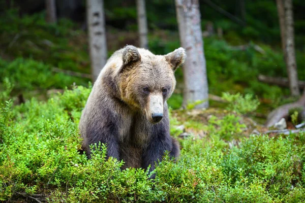 Wild Brown Bear Ursus Arctos Sits Summer Forest Animal Natural — Stock Photo, Image