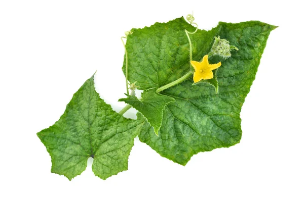 Větvička Okurka Rostlina Květy Izolované Bílém Pozadí Horní Pohled — Stock fotografie