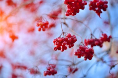 Viburnum sıradan. Sonbaharın sonlarında güneşli bir günde mavi gökyüzüne karşı kırmızı böğürtlenli Viburnum dalları.