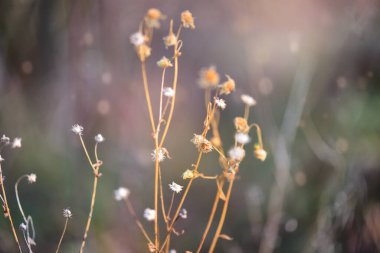 Kuru bitkilerle sonbahar arkaplanı. Seçici odak.
