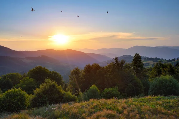 美丽的落日和阳光下明亮的青草 喀尔巴阡山 乌克兰 — 图库照片