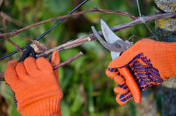 Fechar Mãos Que Fazem Poda Outono Arbustos Uva Jardineiro Luvas — Fotografia de Stock
