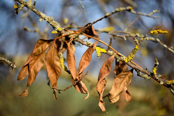 Fundo Outono Pitoresco Com Uma Folha Seca Ramo Focagem Seletiva — Fotografia de Stock