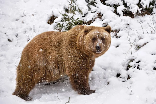 Urso Castanho Selvagem Ursus Arctos Neve — Fotografia de Stock