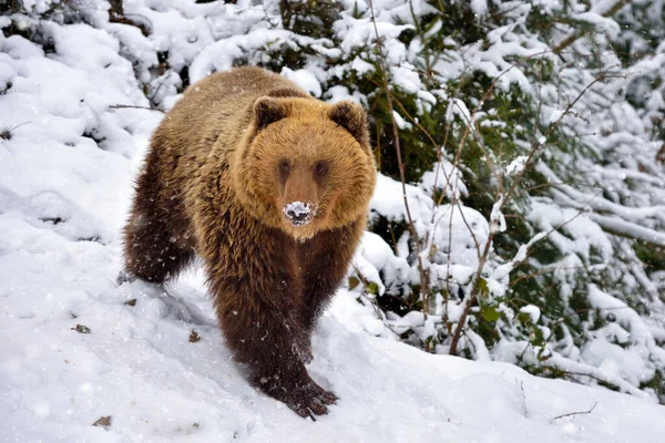 Urso Castanho Selvagem Ursus Arctos Neve — Fotografia de Stock