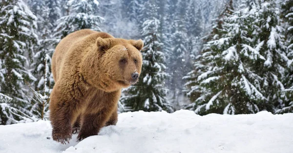 Wild Brown Bear Ursus Arctos Snow — Stock Photo, Image