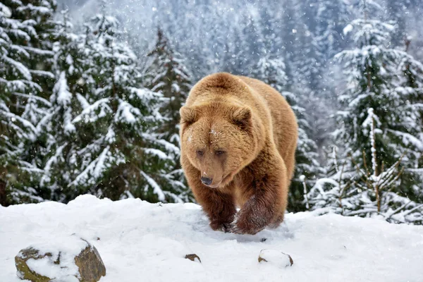 雪の上の野生の茶色のクマ ウルス アルクト — ストック写真