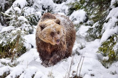 Vahşi kahverengi ayı (Ursus arctos) kış ormanında. Doğal yaşam alanı. Kış mevsimi.