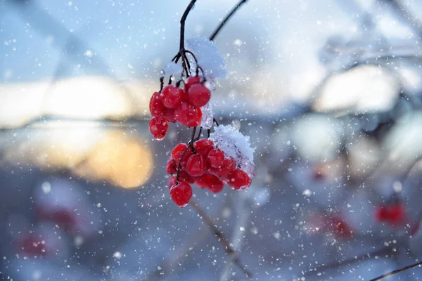 Snö Täckt Röda Viburnum Bär Suddig Bakgrund Solnedgången — Stockfoto