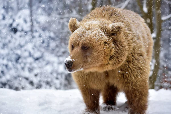 Wild Brown Bear Ursus Arctos Winter Forest Natural Habitat Winter — Stock Photo, Image