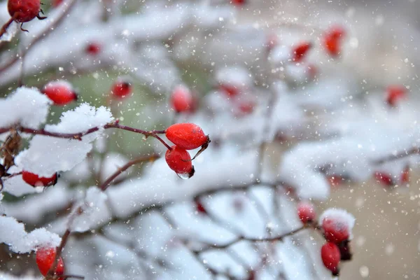 Rosas Vermelhas Congeladas Jardim Inverno — Fotografia de Stock