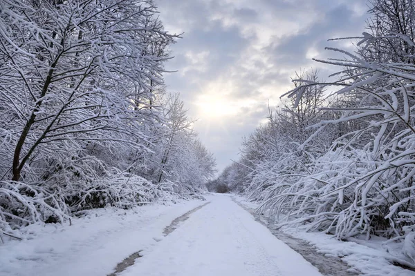 Estrada Floresta Nevada Estreita Dia Inverno Paisagem Inverno — Fotografia de Stock