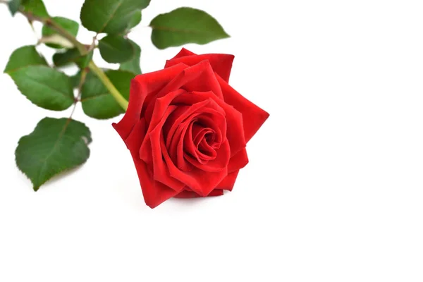 Одна Красная Роза Изолирована Белом Фоне Селективный Фокус — стоковое фото