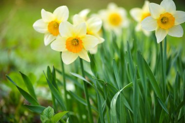 Spring yellow Daffodils in the garden. Fresh Narcissus flowers. Floral background