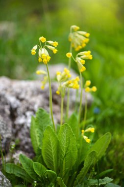 İlkbahar otlağında çiçek (Primula veris), yakın plan, seçici odak