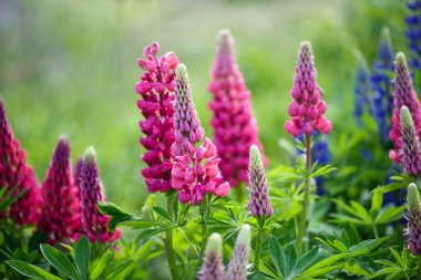 Lupinus, Lupinus tarlası. Pembe, mor ve mavi çiçekli. Çiçek arkaplanı.
