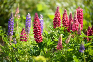 Lupinus, Lupinus tarlası. Pembe, mor ve mavi çiçekli. Çiçek arkaplanı.
