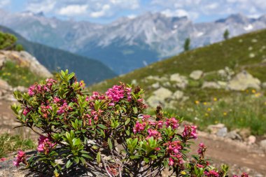 Arka plan manzaralı dağ manzarasında çiçek açan Alp Gülü (Rhododendron ferrugineum). Avusturya. Avrupa