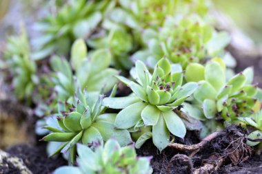 Bahçe manzarası tasarımı için çeşitli sempervivum sulu bitkiler