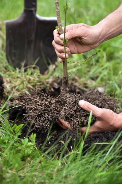Gärtner Pflanzt Einen Jungen Baum Die Erde Nahaufnahme Hand Des — Stockfoto