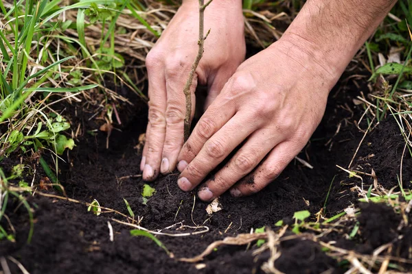 Tukang Kebun Menanam Pohon Muda Tanah Tangan Dekat Dari Tukang — Stok Foto