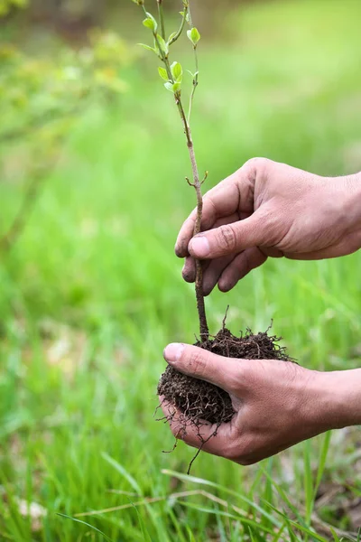 Gardener Planting Young Tree Closeup Hands Gardener Preparation Landing — Stock fotografie