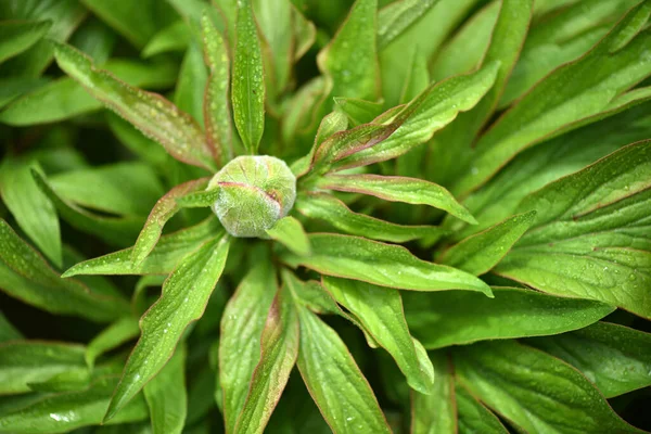 Fresh Unopened Peony Bud Spring Garden Closeup Peony Bud Raindrops — 图库照片