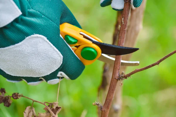 Printemps Taille Brousse Mains Jardinier Gants Avec Sécateur — Photo